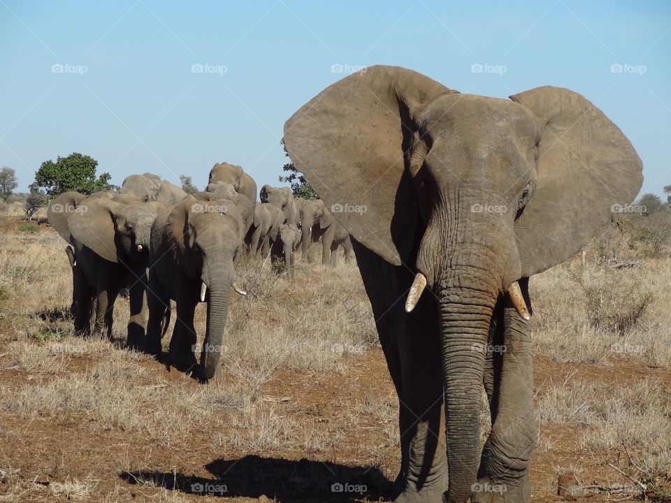 The elephant march 