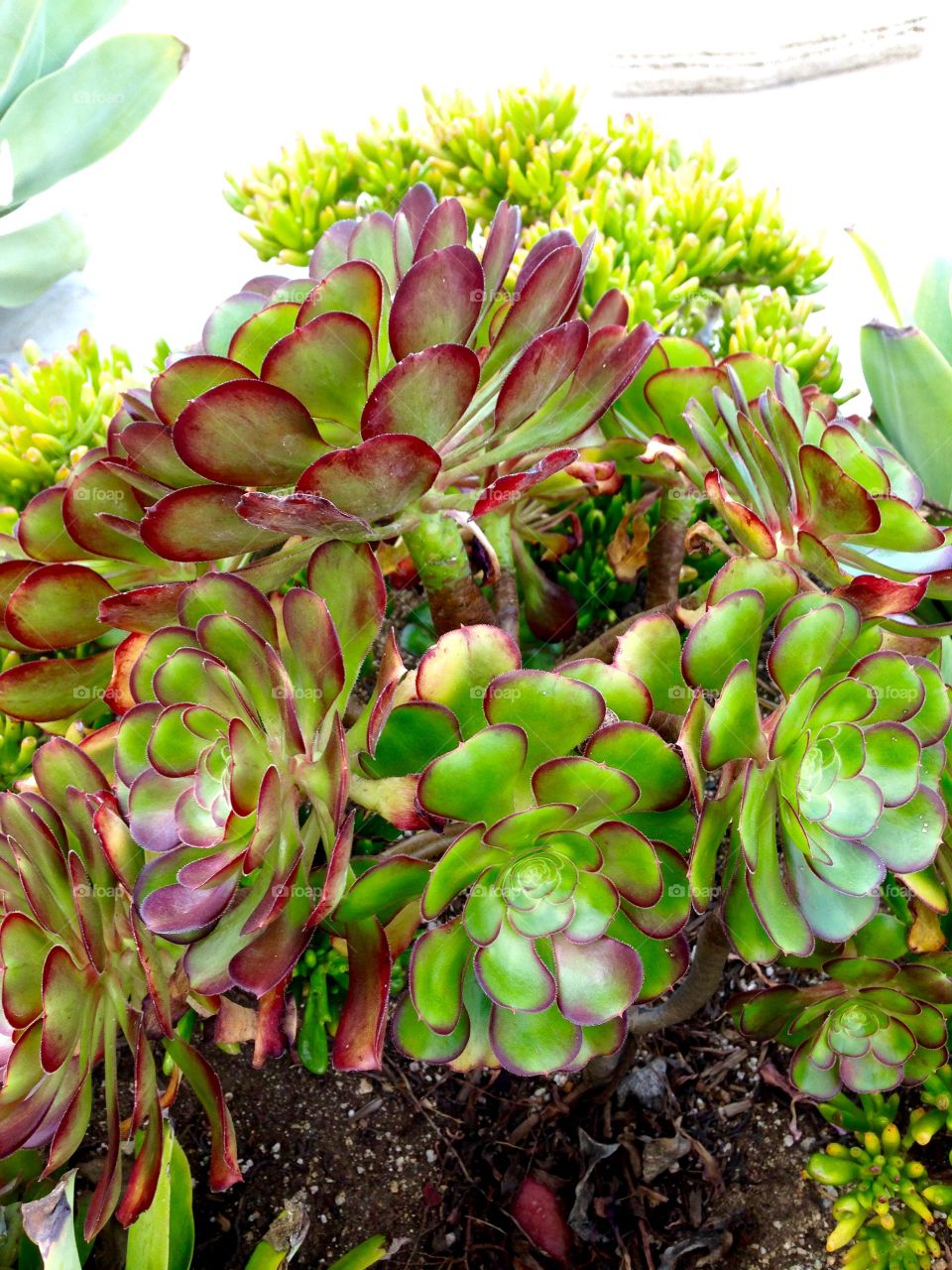 Beautiful House Plants


Published by:
HappyBrownMonkey 