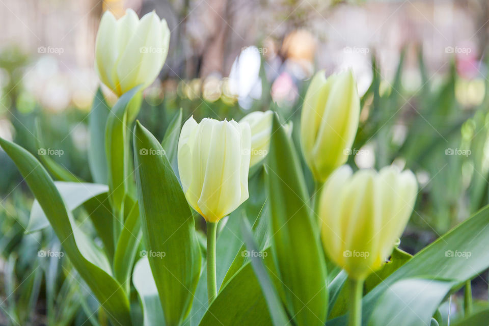 Pretty white tulips in the garden in spring