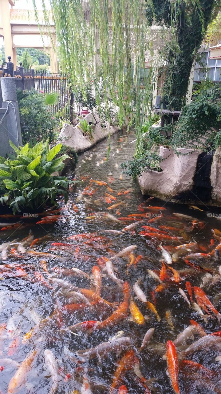 Koi fish in outdoor landscaped pond
