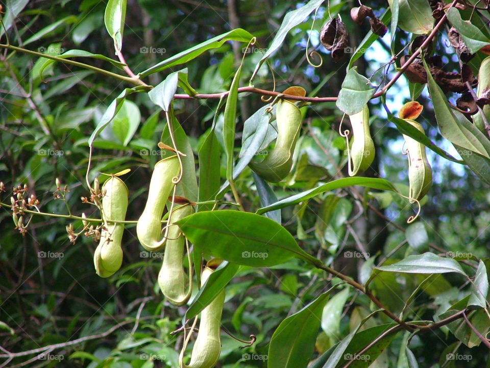 nepenthes distillatoria