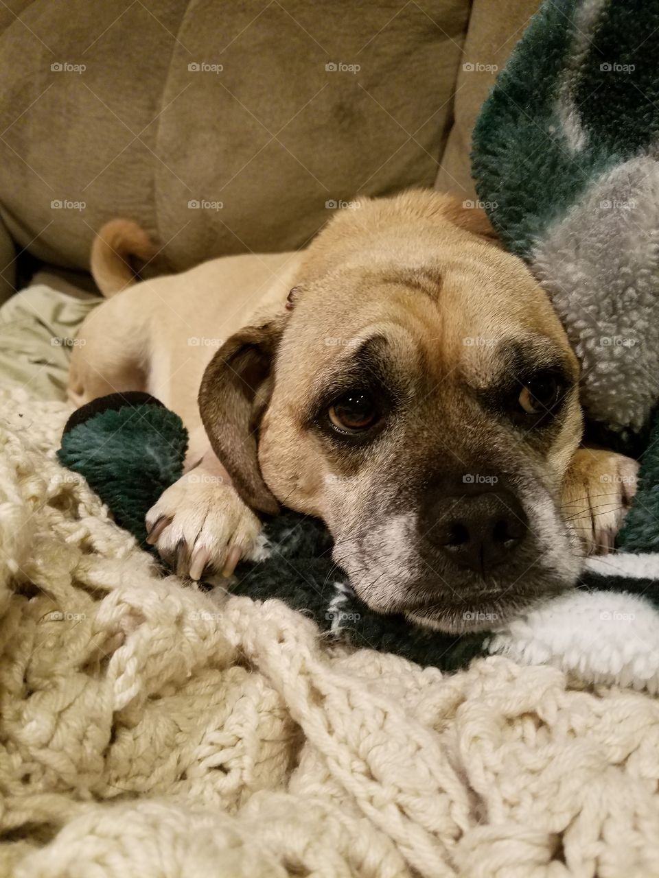 Puggle cuddling a blanket on the couch