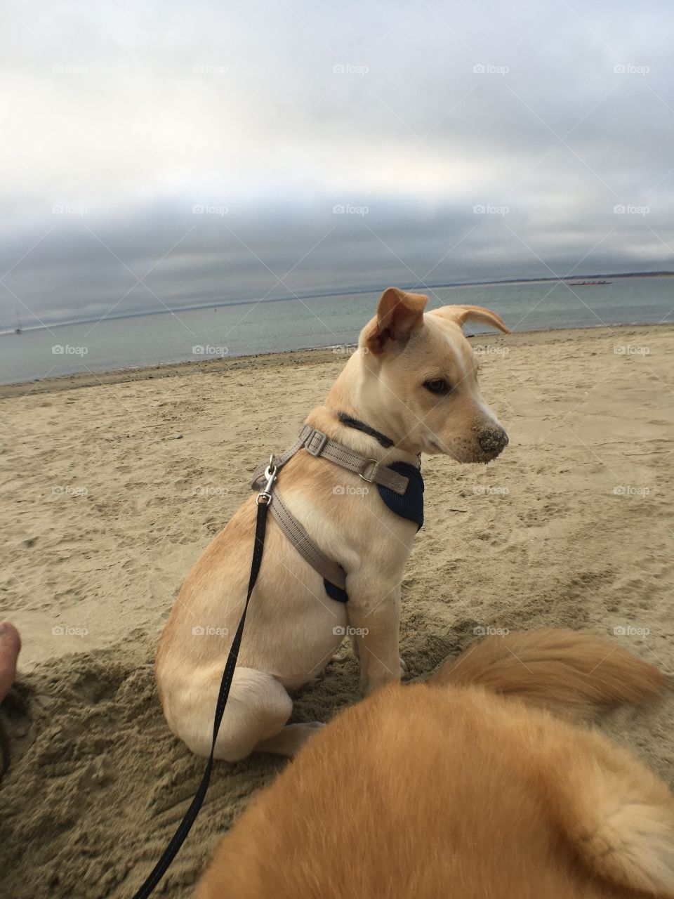 Beach puppy