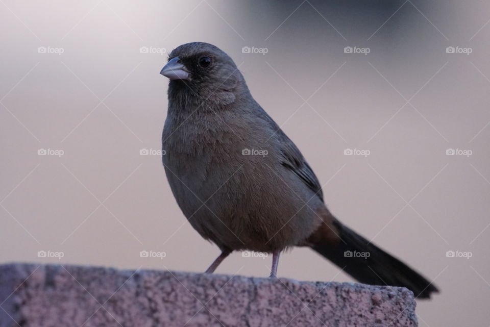 An Aberts Towhee sits on a block wall in a urban neighborhood