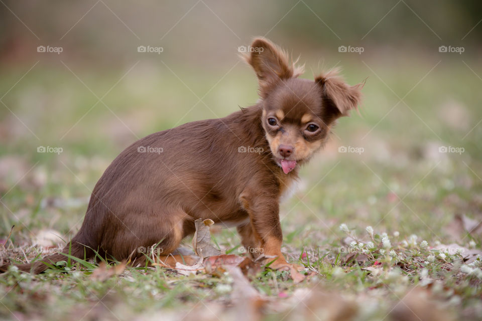 Chocolate long hair Chihuahua sticking out tongue