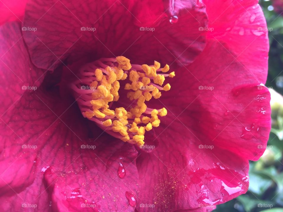 Magnolia red close up