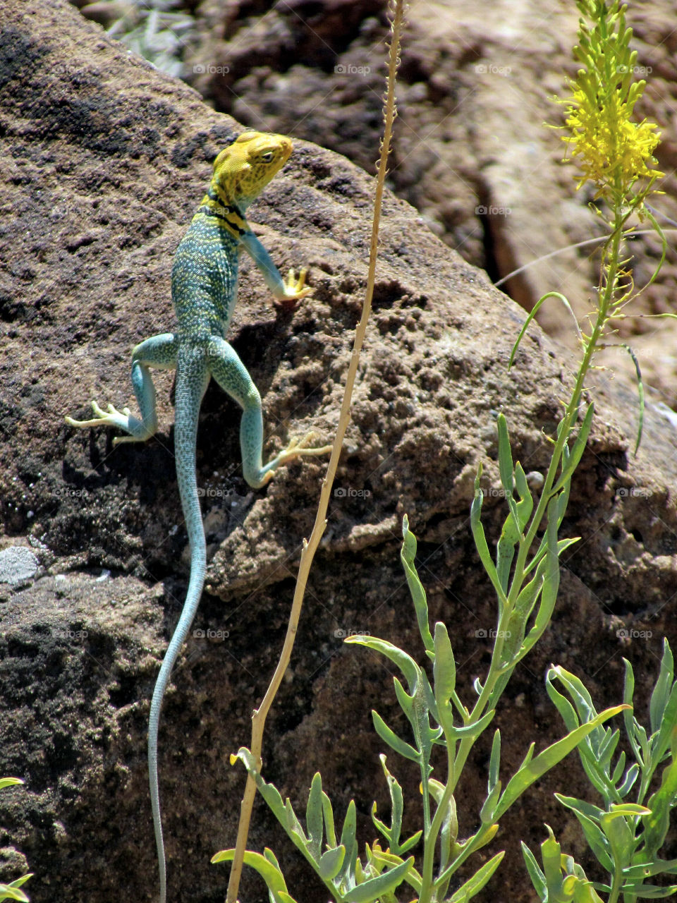 Lizard sunning in the desert