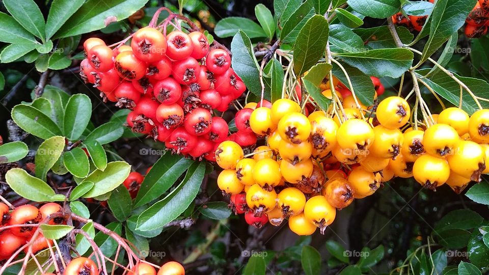 orange and red berries