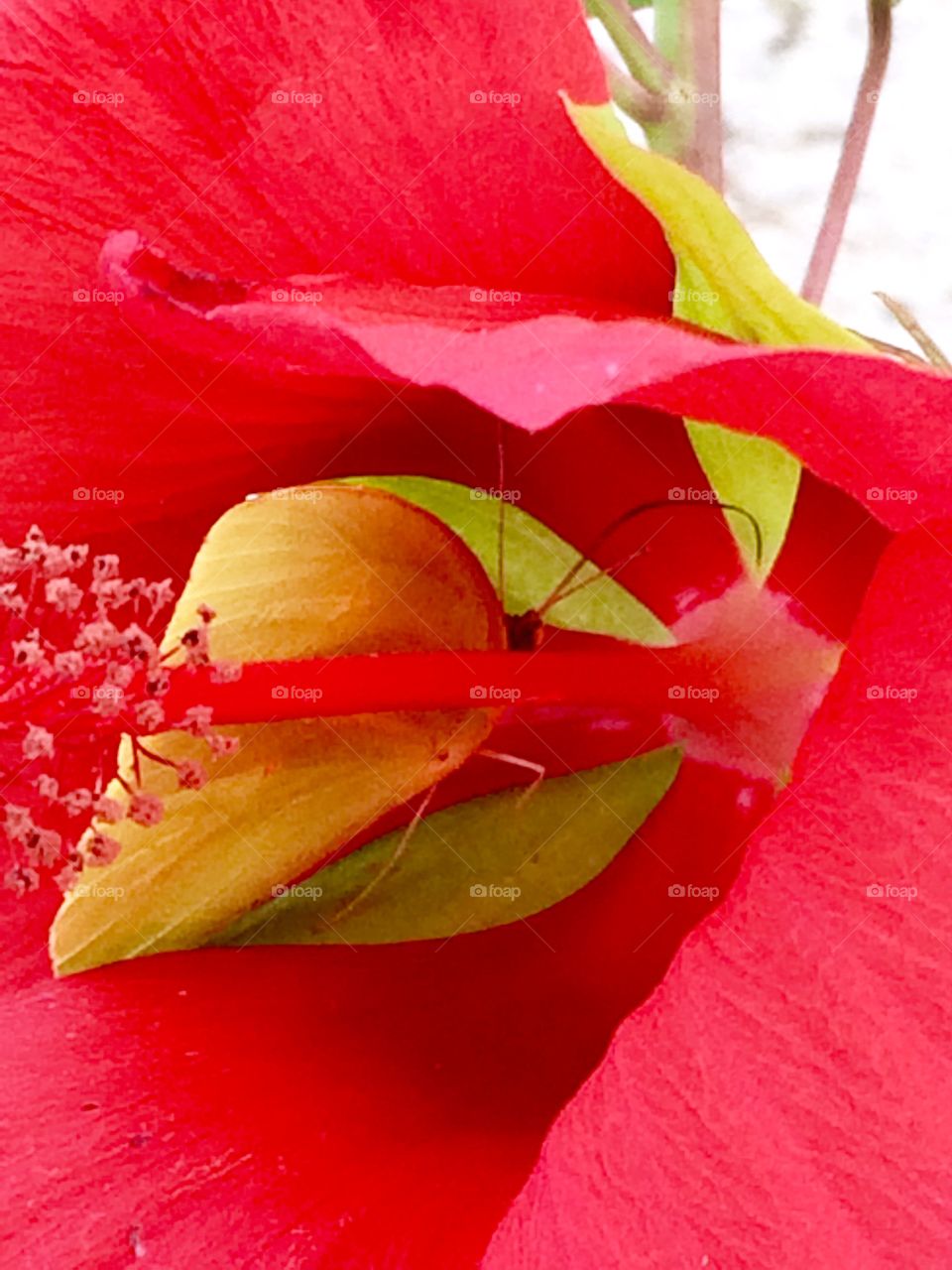 Butterfly in flower