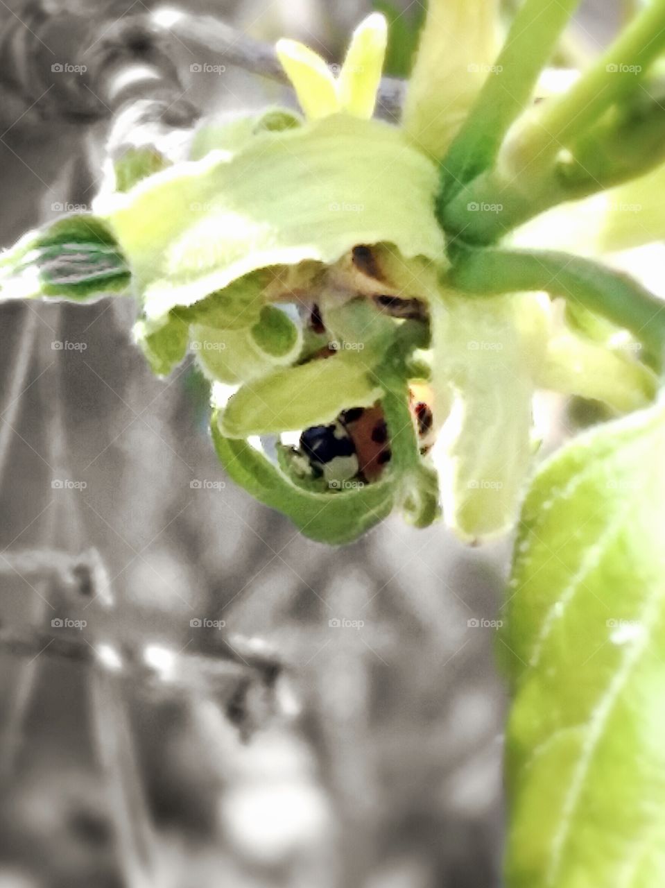Nap time. lady bug cuddled in a leaf (hd filter ) Baraboo, WI