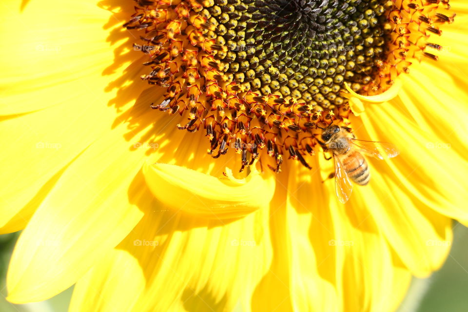 Honey Bee and sunflower