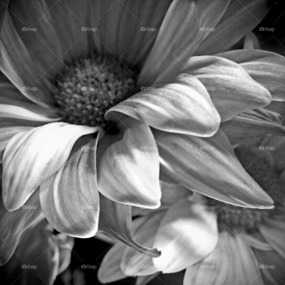 Monochrome, Flower, Black And White, Color, Art