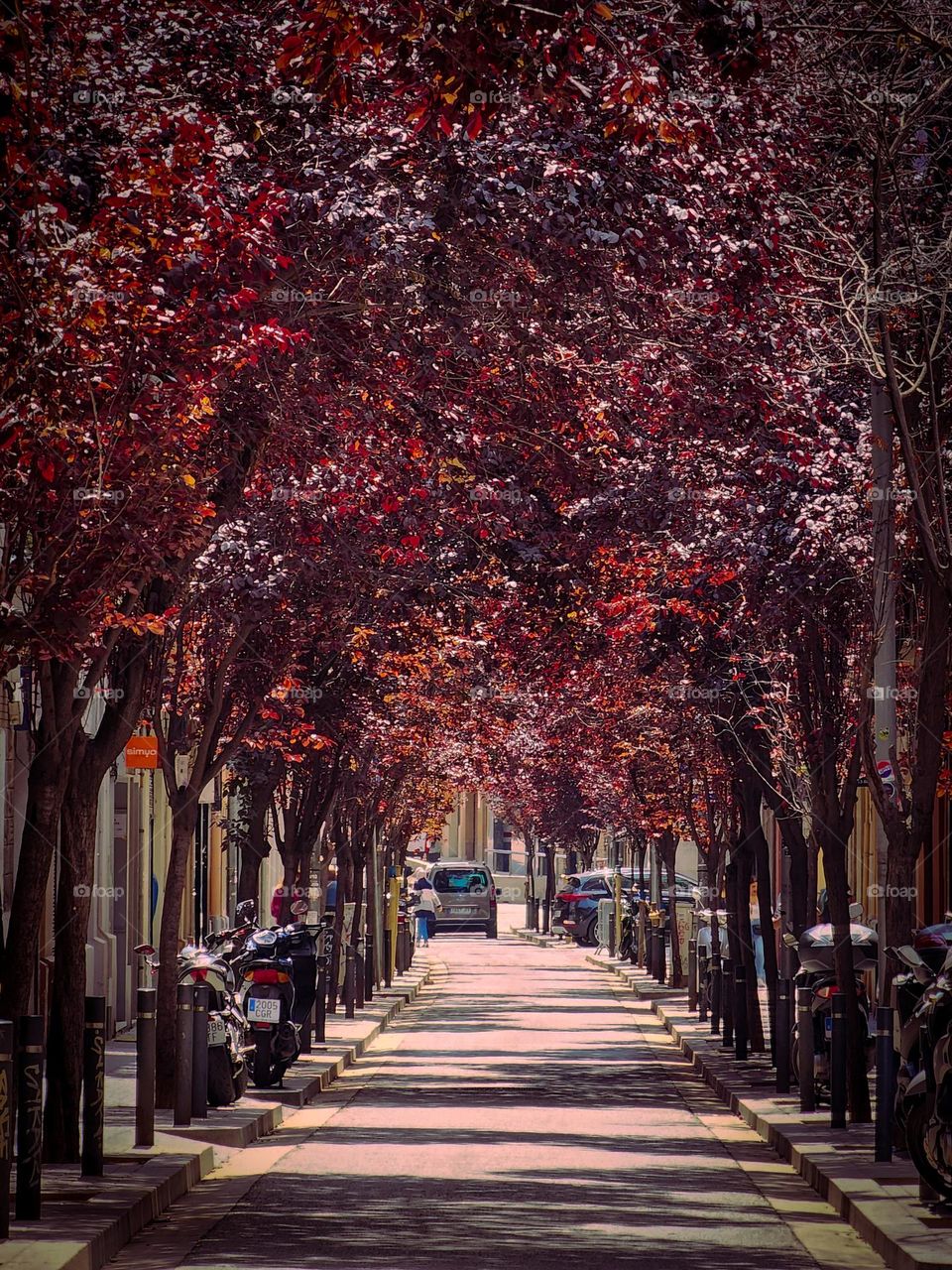 Red Rose tree leaves decorating a street in Barcelona, spain