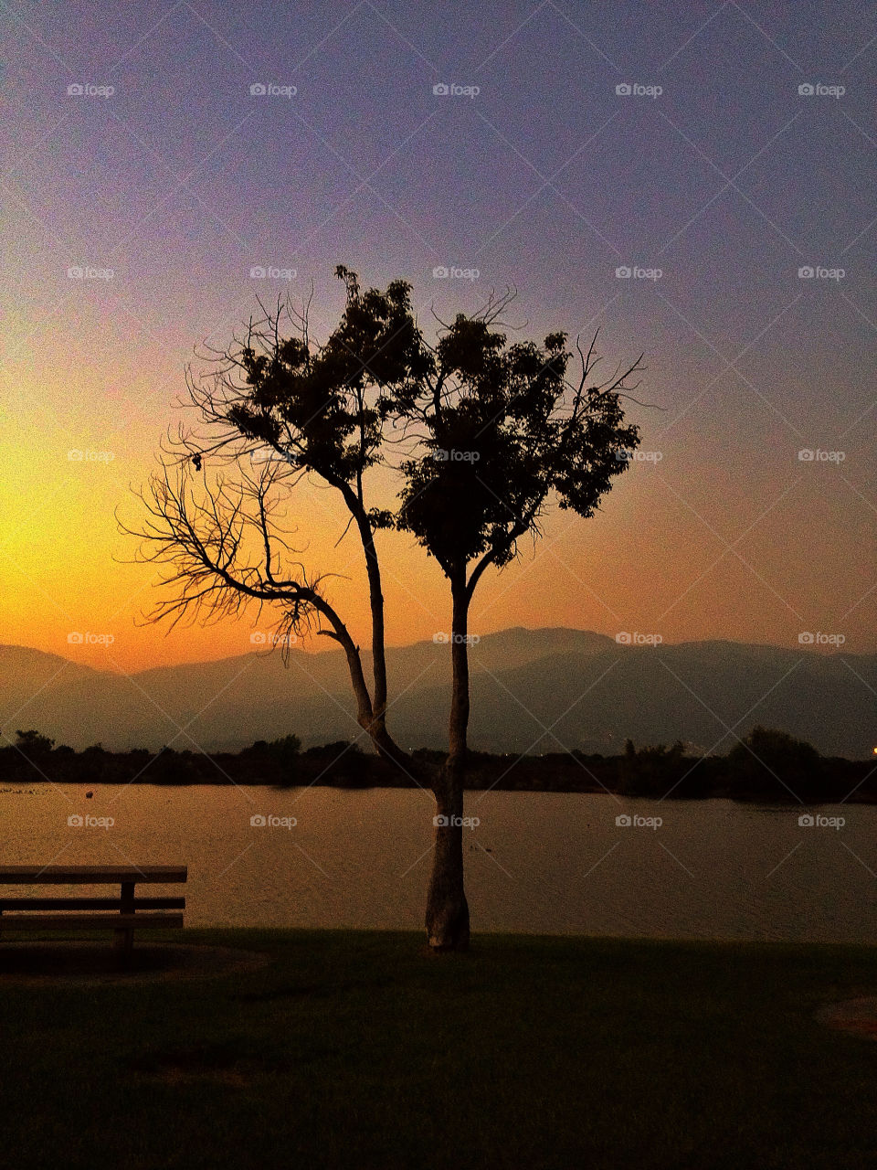 sky tree sunset sun by analia