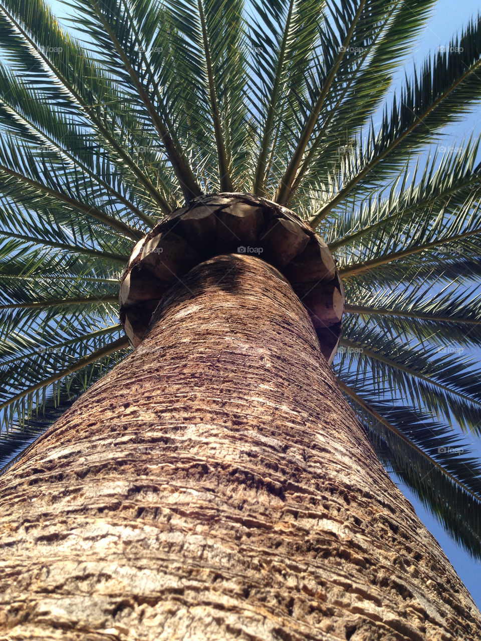 Every good vacation contains a certain amount of looking at palm