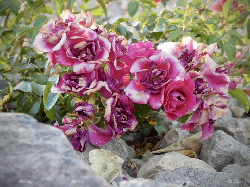 Desert rose in bloom in its native habitat