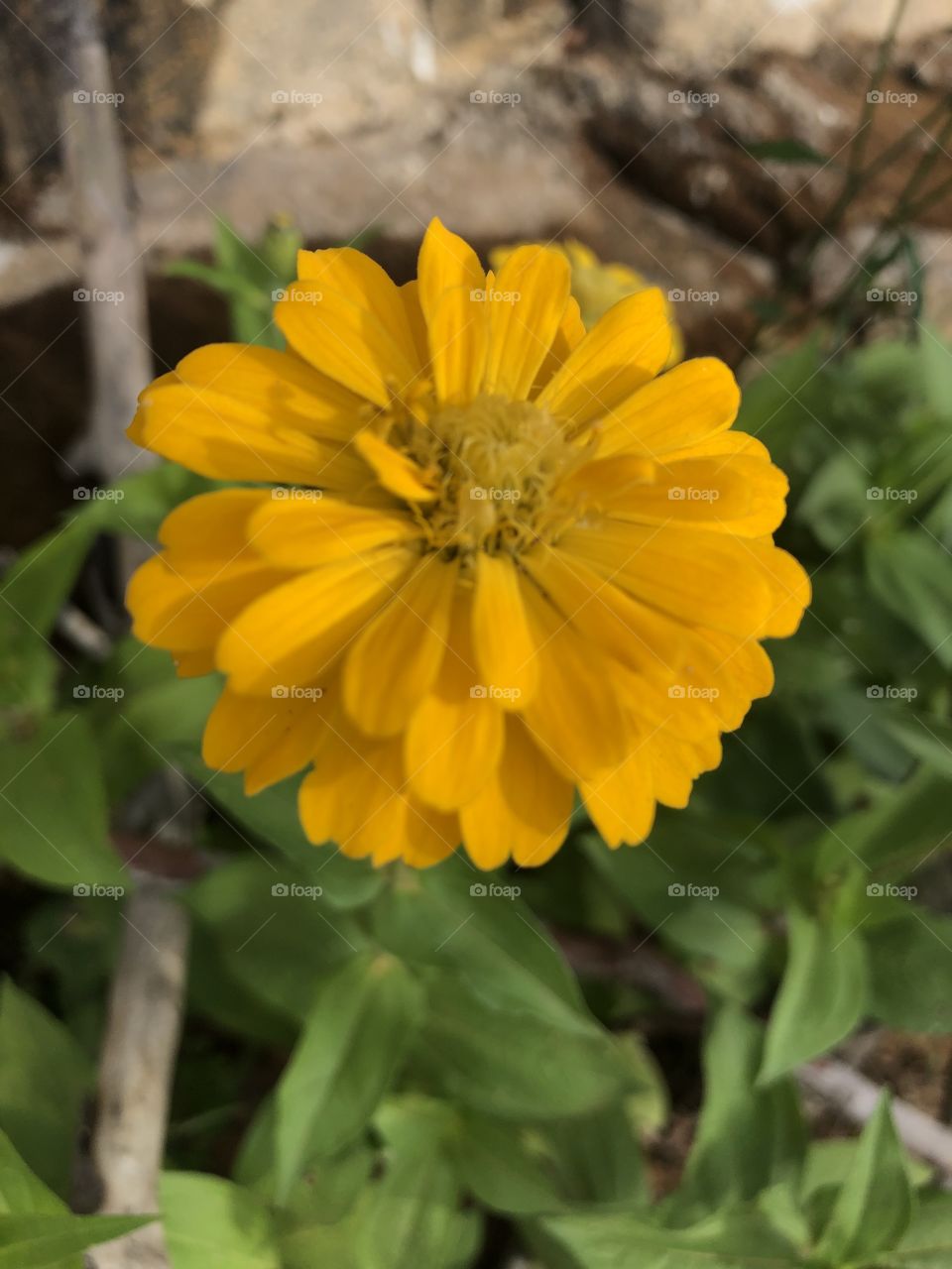 Flor moça velha amarela 