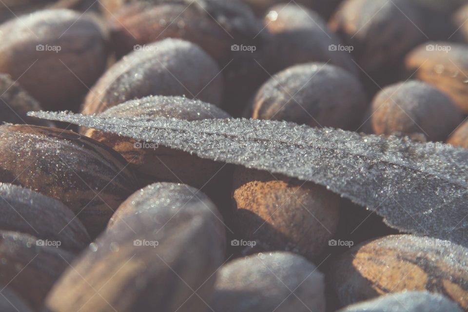 Frosty Pecan Shells and Fall Leaf