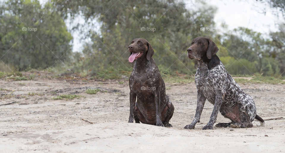 Two German Short Haired Pointer does sitting in bushland.
