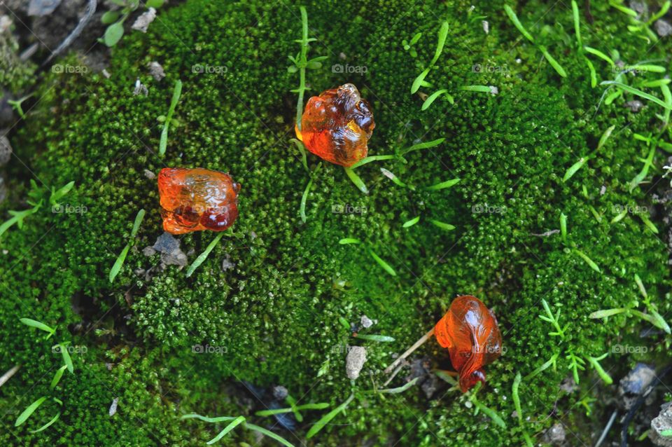 amber on green forest moss bright juicy green splash wallpaper desktop background macro photo forest gifts