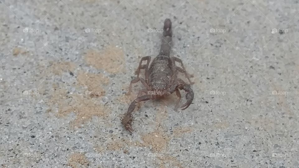 Sand, Beach, Invertebrate, No Person, Nature