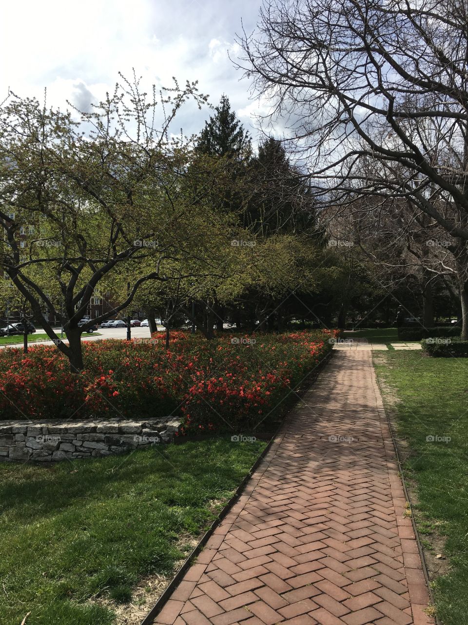 pathway in the spring
