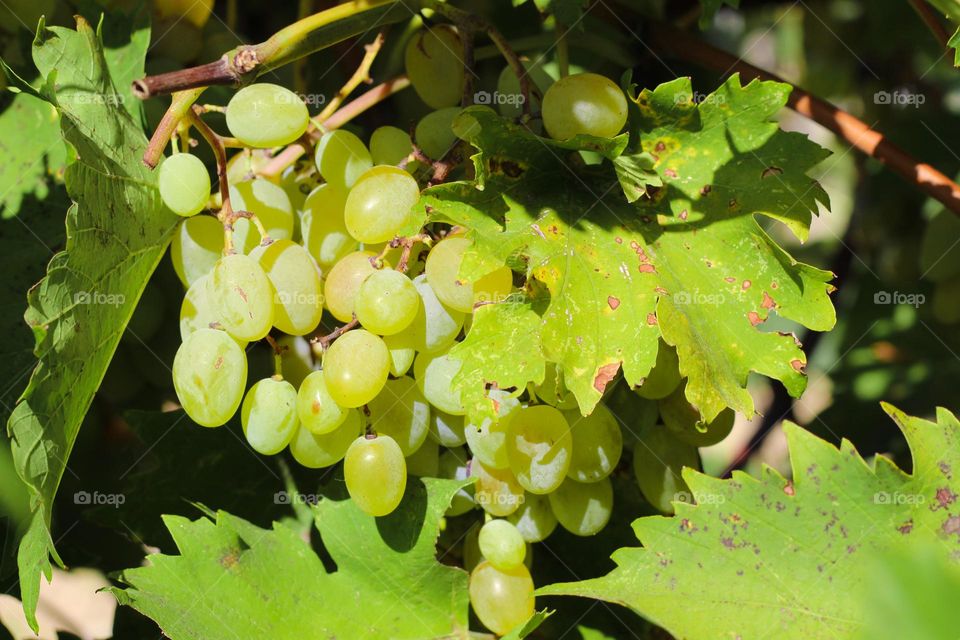 Close up of ripe organic white grapes on the branches