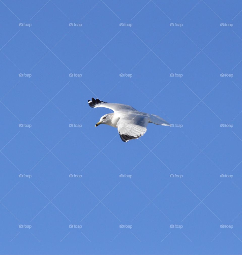 seagull soaring through the Blue Skies over the Nimbus River in Fair Oaks California