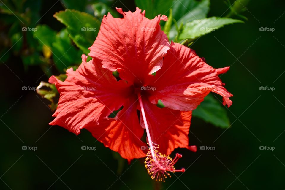 hibiscus is Hawaii’s state flower and grows wild throughout my neighborhood.