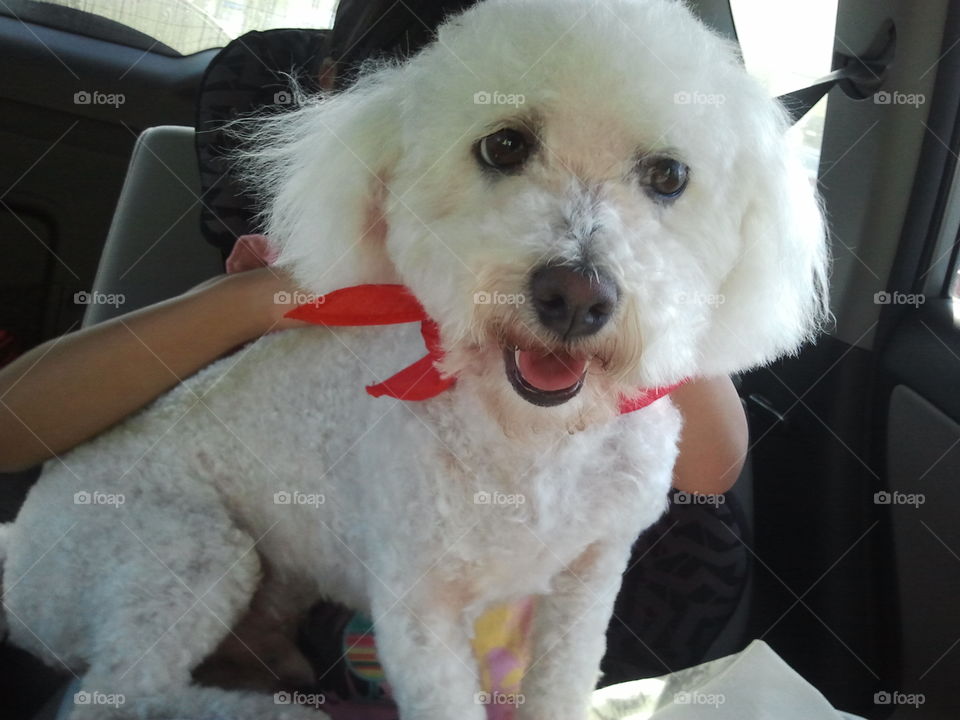 My freshly groomed bichon dog.