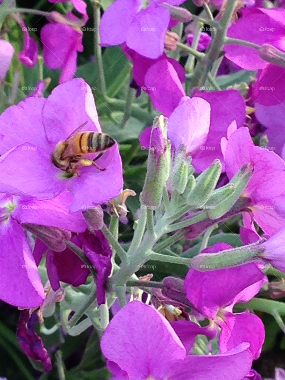 A bee and purple flowers 