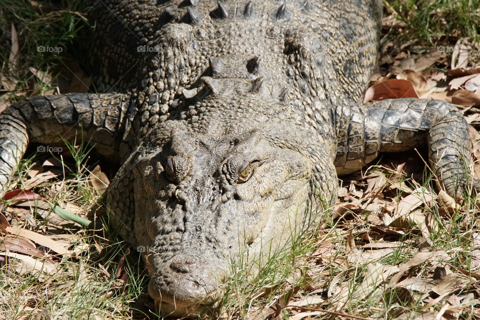 Salt water crocodile 