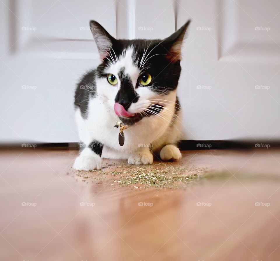 Black and white tuxedo cat / kitten enjoying and loving his catnip! Tongue out licking up all the extras 