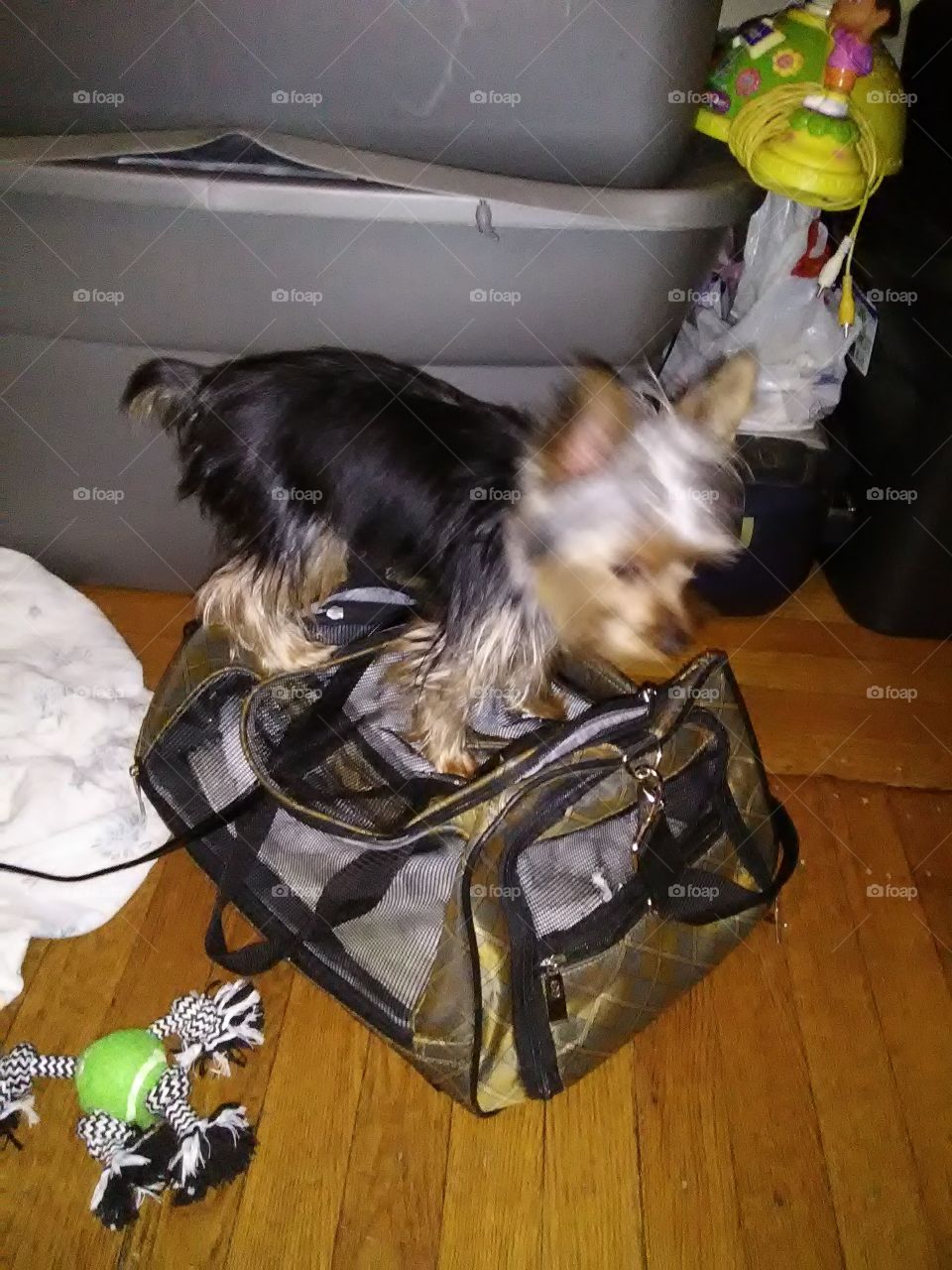 a tea cup Yorkie named trove who loves to stand on his Carrier bag because he knows he's getting ready to go on a adventure