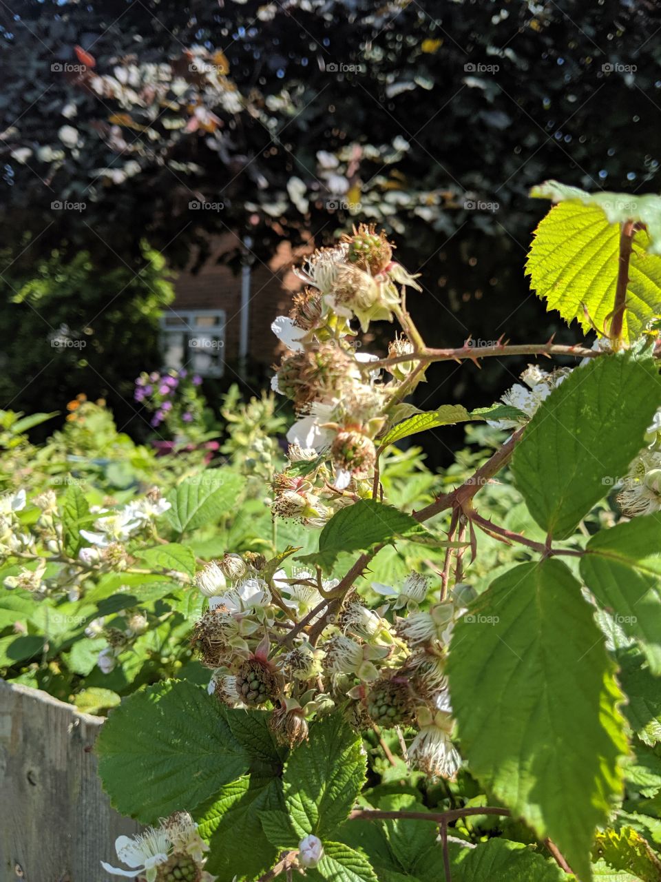 unripe growing blackberries
