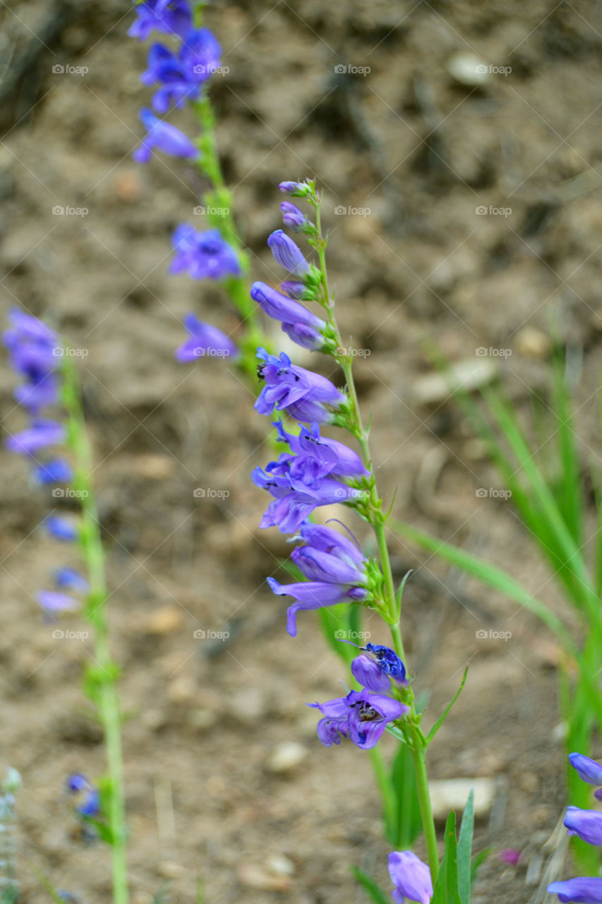 Blue flower