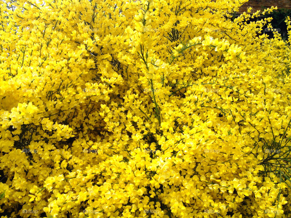 yellow flower summer bush by kenwilsonmax