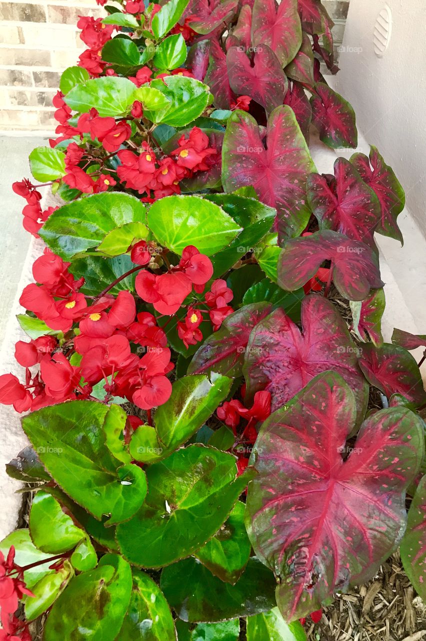 Red plants