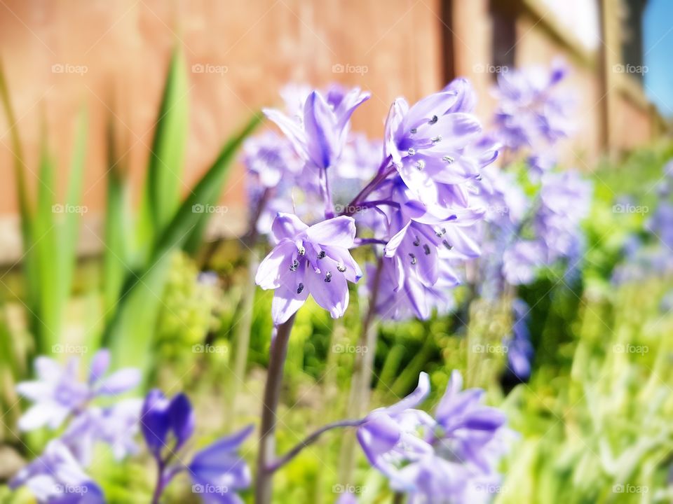 Bluebells