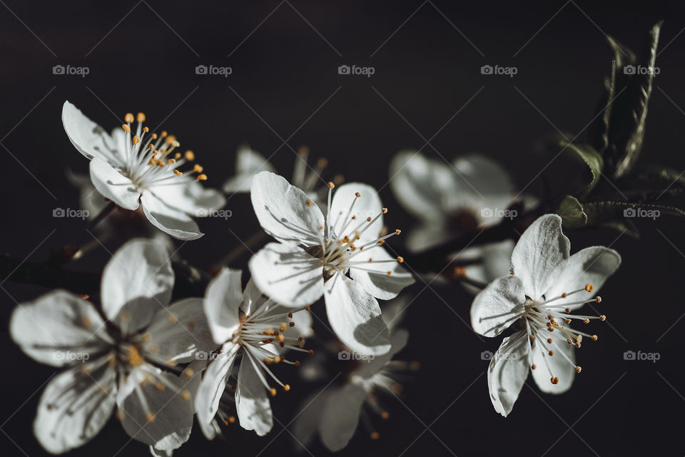 Spring flowers. White flowers. Cherries. Flowers. Flora.