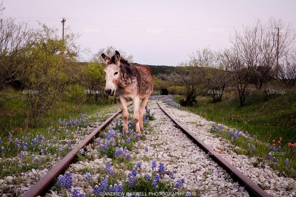 Donkey on the tracks with Bluebonnets 