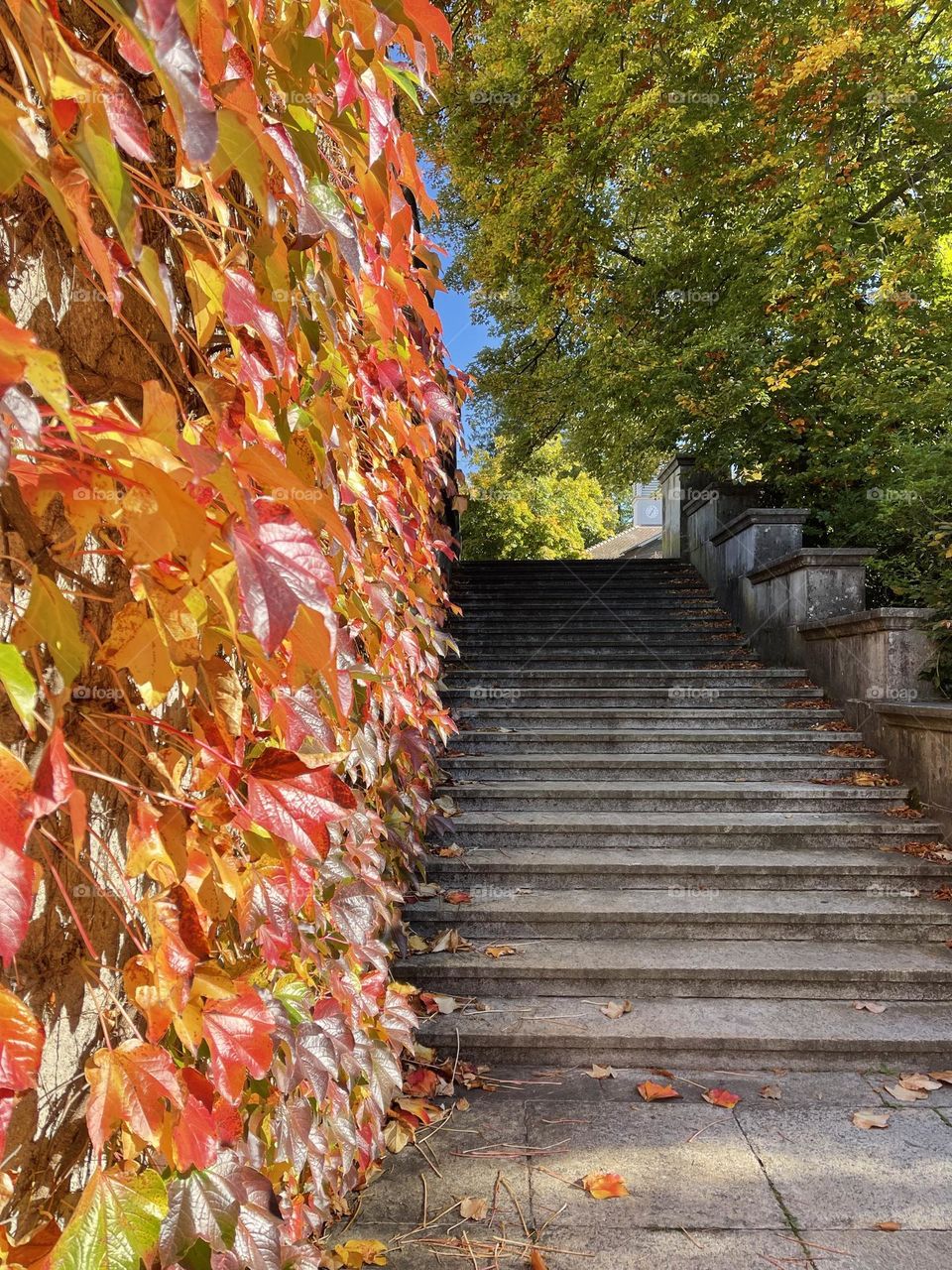 Colorful yellow and red ivy leaves covering a city park wall next to cement stairs, sunny autumn day outdoor 