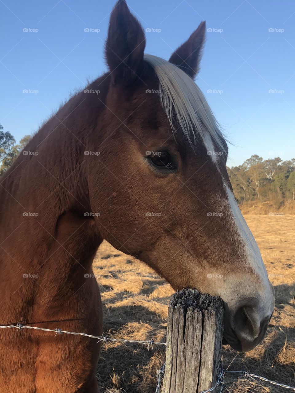 Beautiful horse