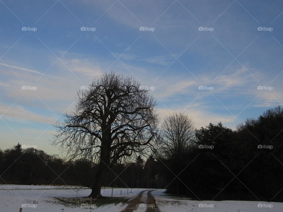 Winter, Tree, Snow, Landscape, No Person