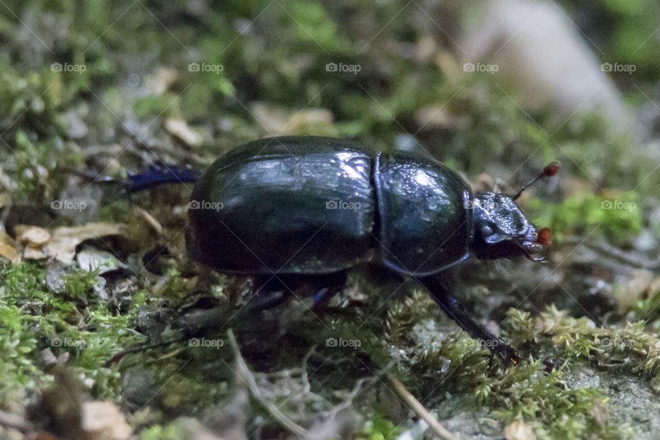 Beetle in the forest - skalbagge