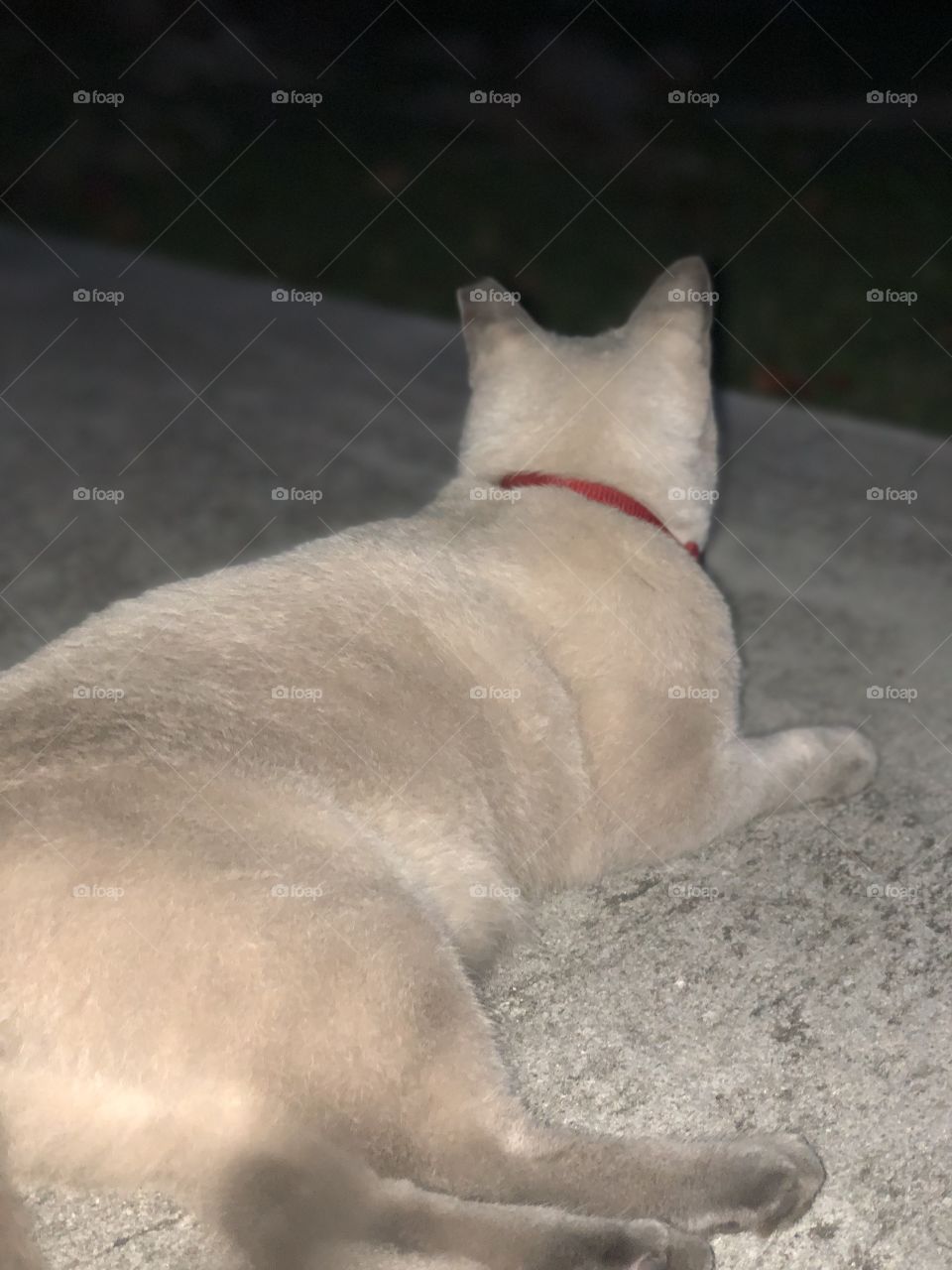 Fat cat laying about