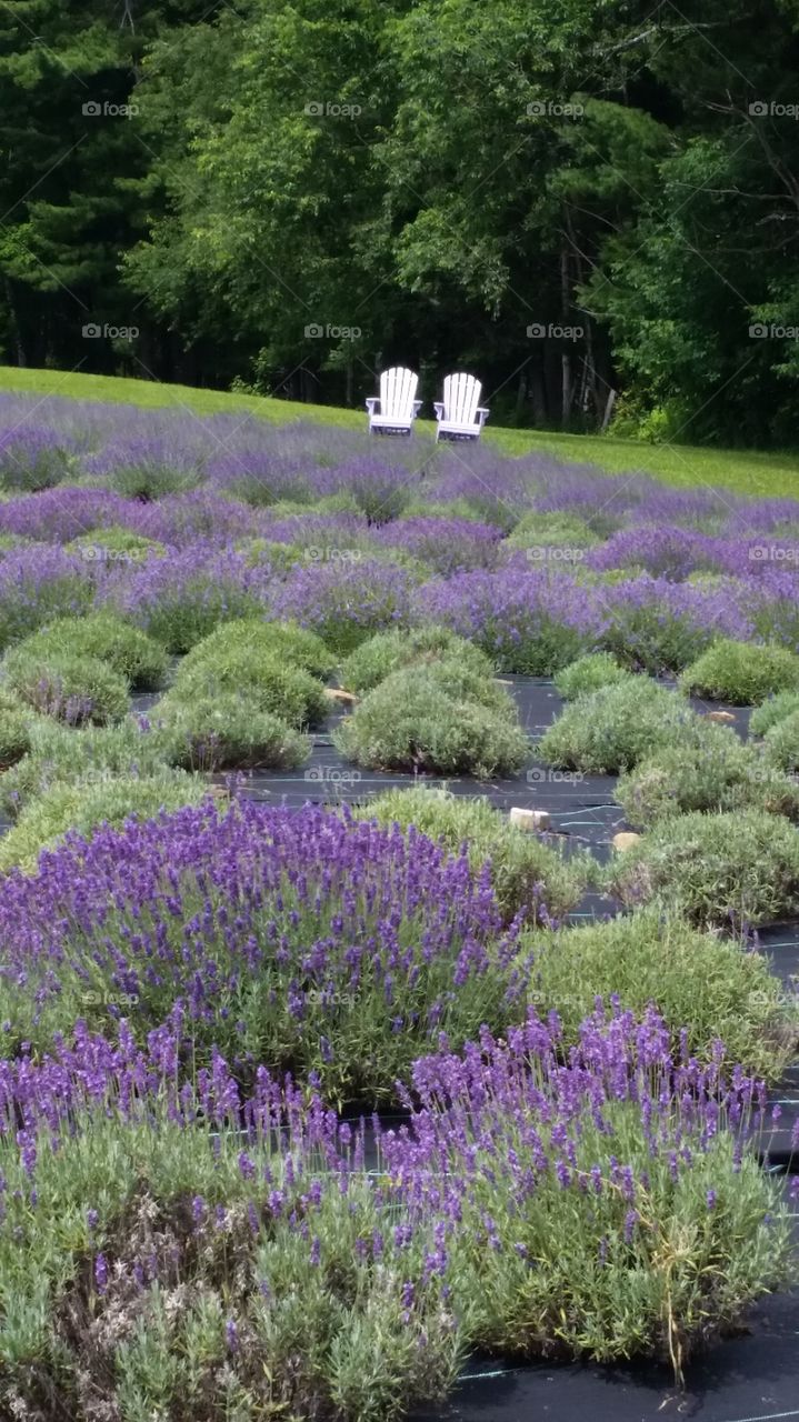 lavender farm
