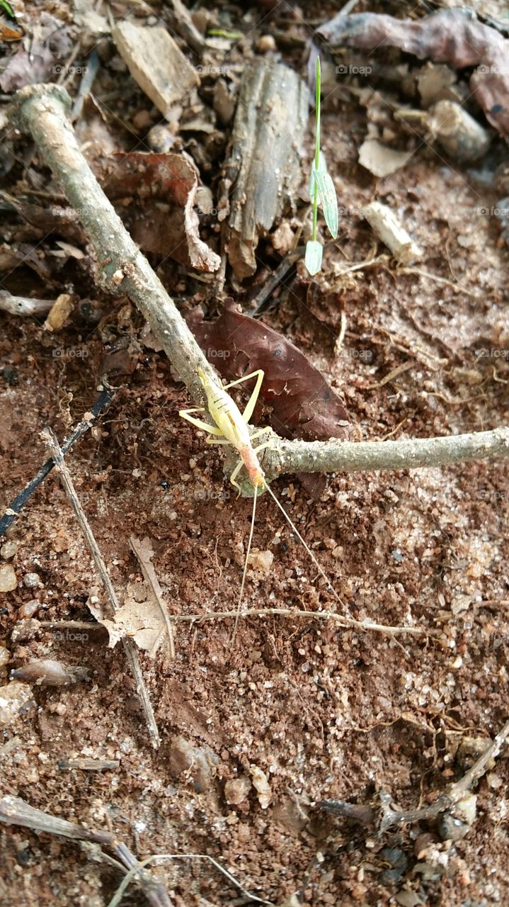 bug. a rare looking bug