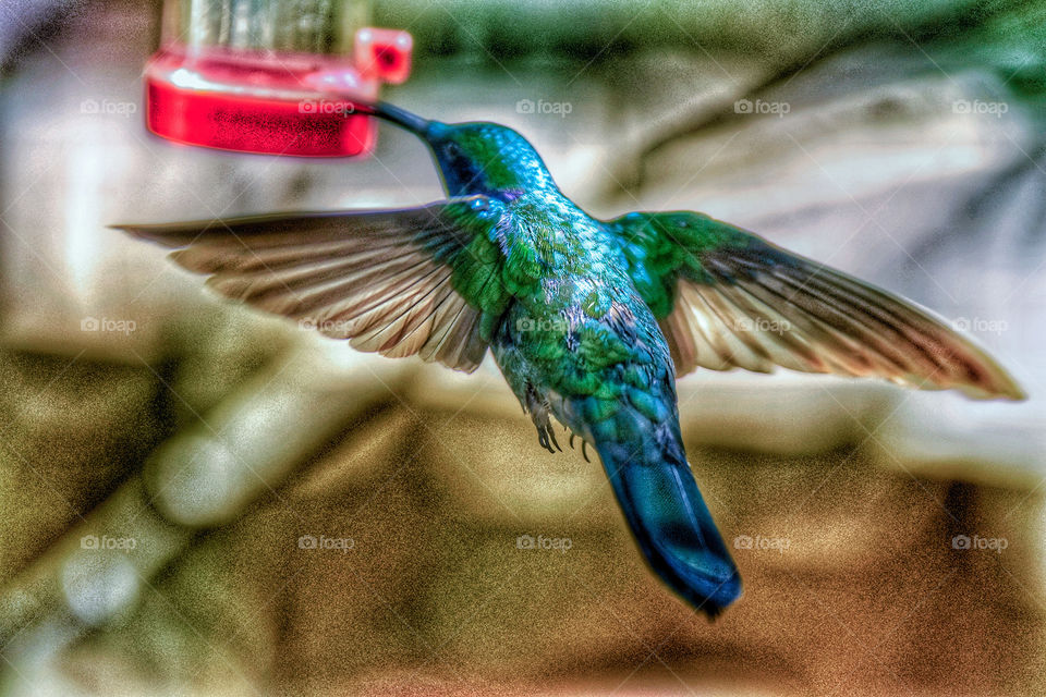 Hummingbird.