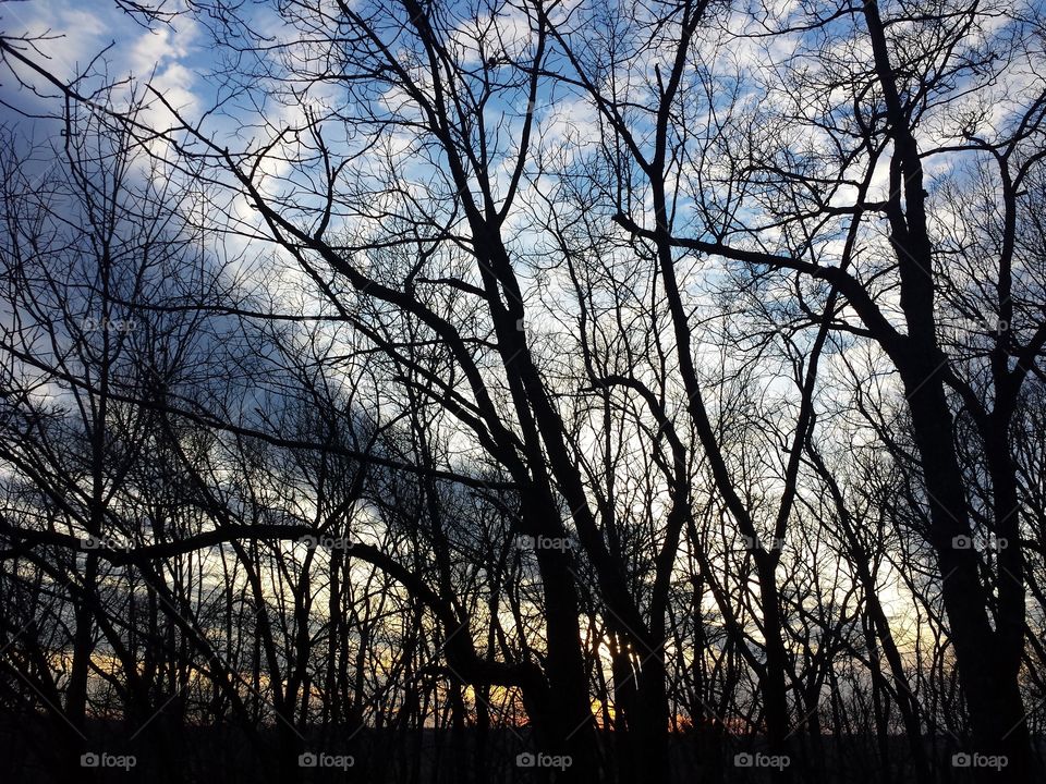 Silhouette of bare trees in forest